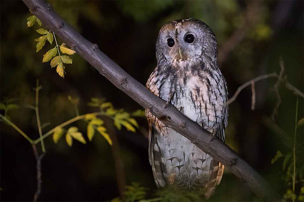 Tawny Owl